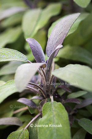 Purple sage - Salvia officials 'Purpurescens'