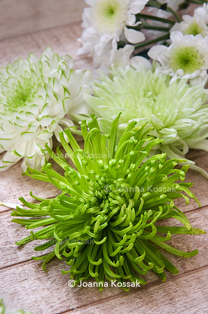 Chrysanthemum 'Anastasia Dark Green'