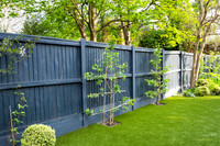 Camberwell garden in Summer