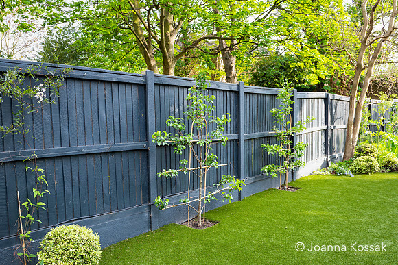 Camberwell garden in Summer