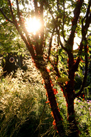 Old Scholl House garden, Designer Matthew Childs, All Photos © Joanna Kossak