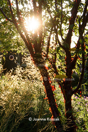Old Scholl House garden, Designer Matthew Childs, All Photos © Joanna Kossak