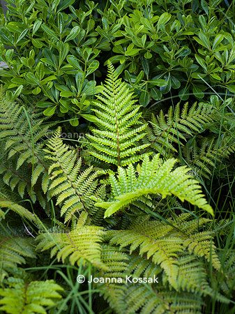 Edge Hill garden. Designer Tom Howard. All Photos © Joanna Kossak