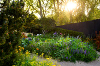 Stroke Association’s Garden for Recovery, Designer Miria Harris