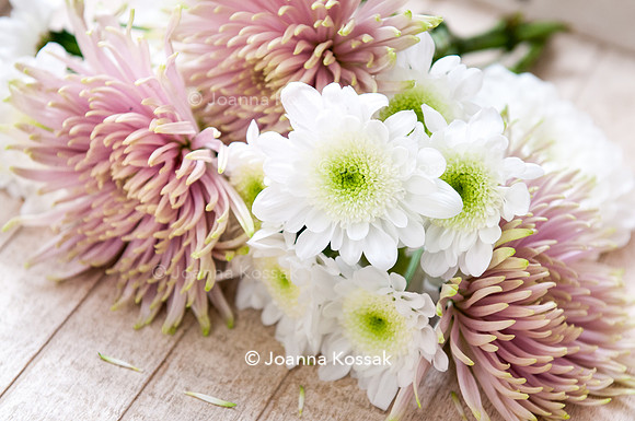 Chrysanthemum 'Radost' and Chrysanthemum 'Anastasia Star Pink'