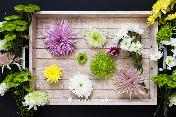 Colourful Chrysanthemums