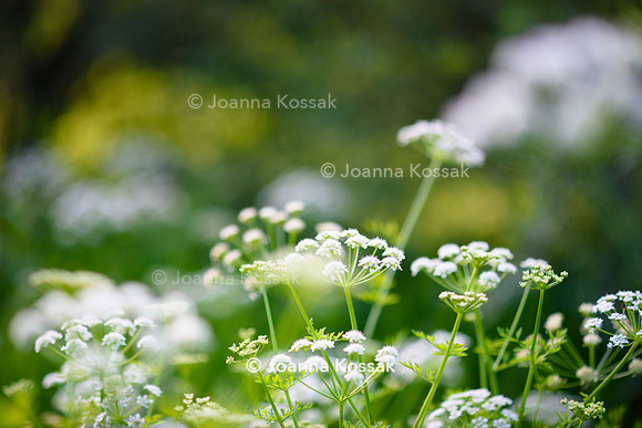 Old Vicarage, Designer Kate Smith, All Photos © Joanna Kossak