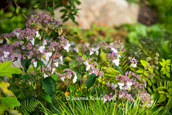 The M&G Garden, Desiners: Charlotte Harris and Hugo Bugg
