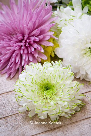 Chrysanthemum 'Zembla Lime'