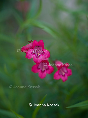 Old Scholl House garden, Designer Matthew Childs, All Photos © Joanna Kossak