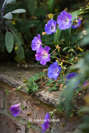 Geranium 'Rozanne' (syn. G. 'Gerwat'); AGM