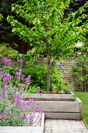 Camberwell garden in Summer