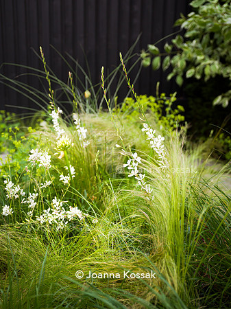 Edge Hill garden. Designer Tom Howard. All Photos © Joanna Kossak