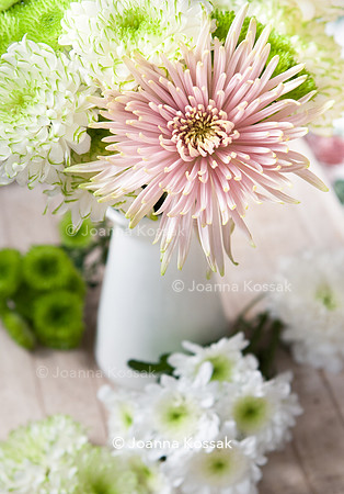 Chrysanthemum 'Anastasia Star Pink'