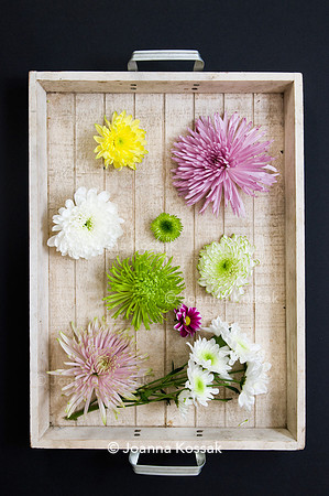 Colourful Chrysanthemums