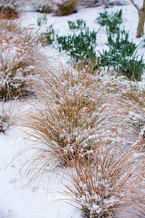 Hyde Hall Garden