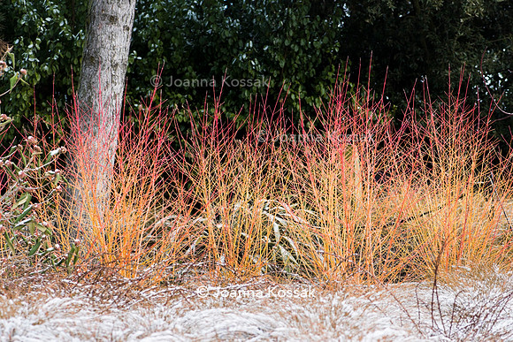 Hyde Hall Garden