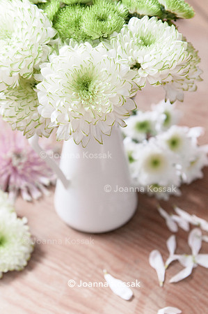 Chrysanthemum 'Zembla Lime'