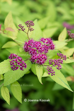 Spiraea japonica