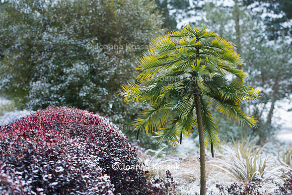 Hyde Hall Garden