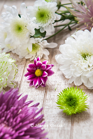 Chrysanthemum 'Lisboa'