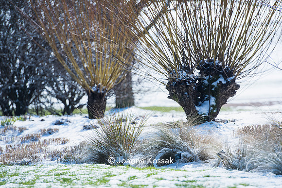 Hyde Hall Garden