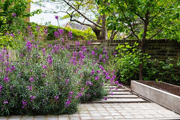 Camberwell garden in Summer