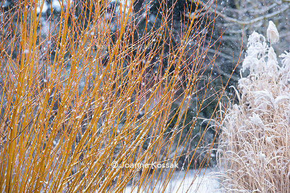 Hyde Hall Garden