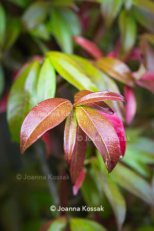 Trachelospermum jasminoides (Confederate jasmine)