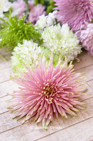 Chrysanthemum 'Anastasia Star Pink'