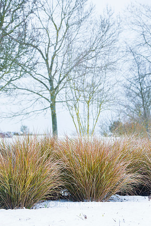 Hyde Hall Garden