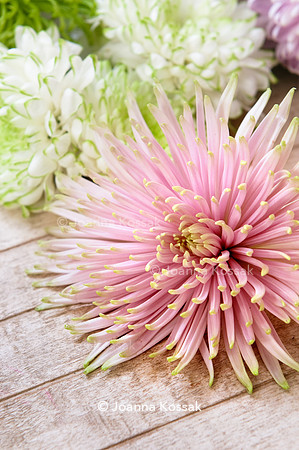 Chrysanthemum 'Anastasia Star Pink'
