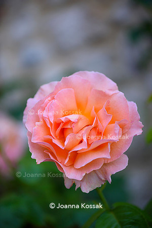 Old Vicarage, Designer Kate Smith, All Photos © Joanna Kossak