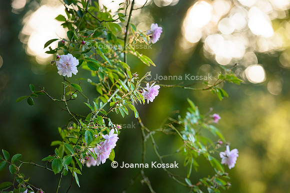 Old Vicarage, Designer Kate Smith, All Photos © Joanna Kossak