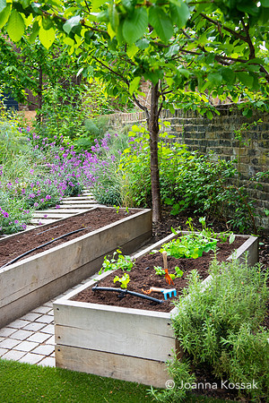Camberwell garden in Summer
