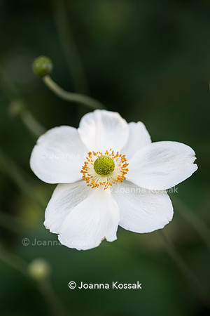 Anemone × hybrida 'Honorine Jobert'