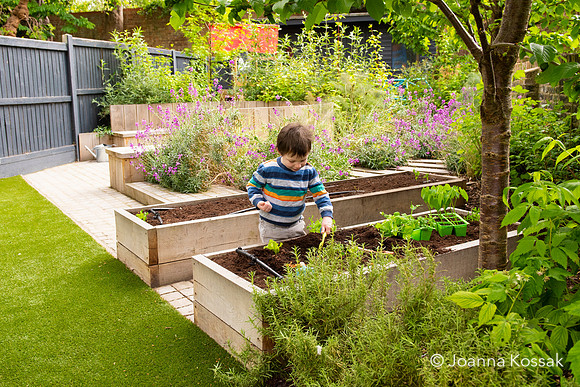 Camberwell garden in Summer