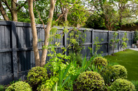 Camberwell garden in Summer