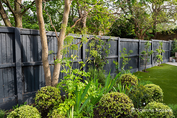 Camberwell garden in Summer