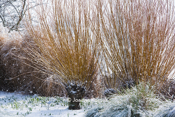 Hyde Hall Garden