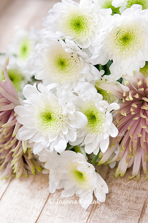 Chrysanthemum 'Radost'
