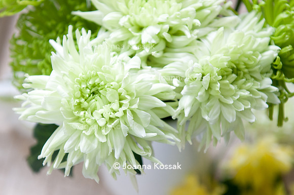 Chrysanthemum 'Anastasia Dark Lime'