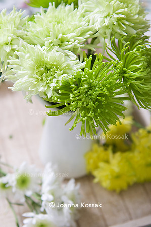 Chrysanthemum Anastasia 'Dark Green'; 'Anastasia Dark Lime'