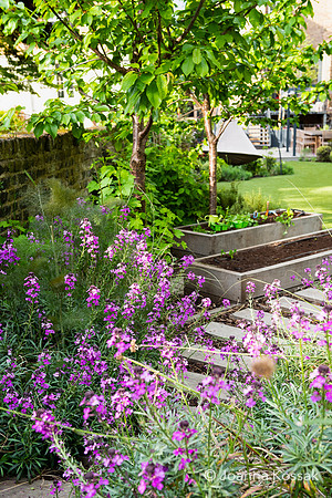 Camberwell garden in Summer