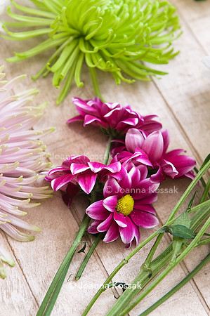 Chrysanthemum 'Lisboa'