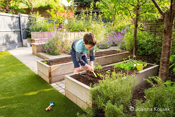 Camberwell garden in Summer