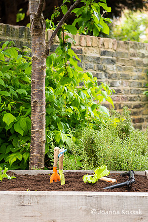 Camberwell garden in Summer