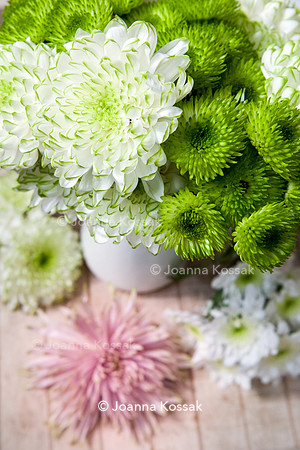 Chrysanthemum 'Anastasia Star Pink'